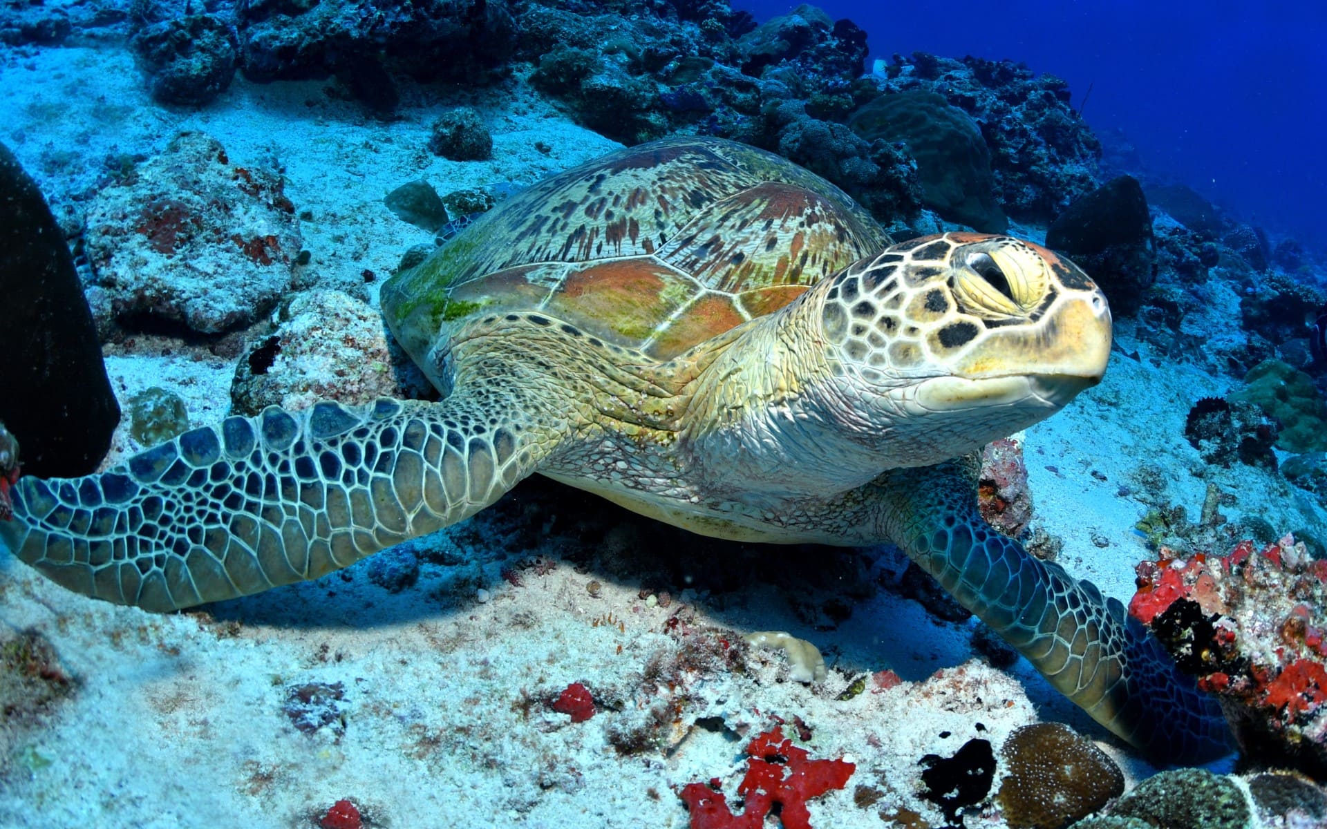 Tortuga verde - Viajes GoPro