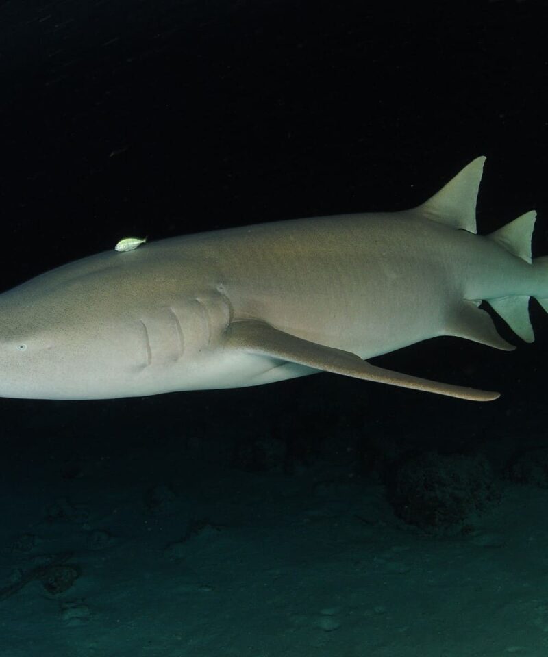 Tiburón nodriza - Viajes GoPro