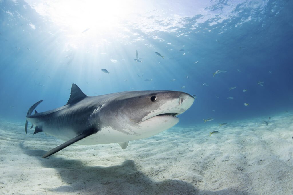 Tiburón tigre - Viajes GoPro