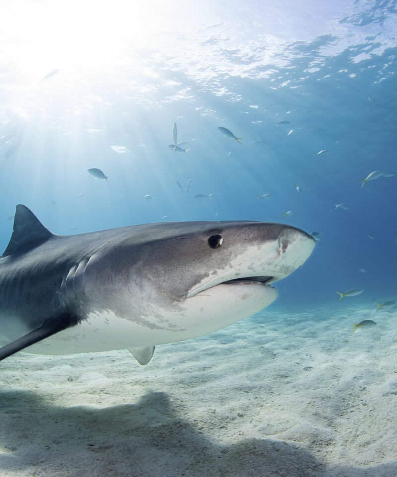 Tiburón tigre - Viajes GoPro