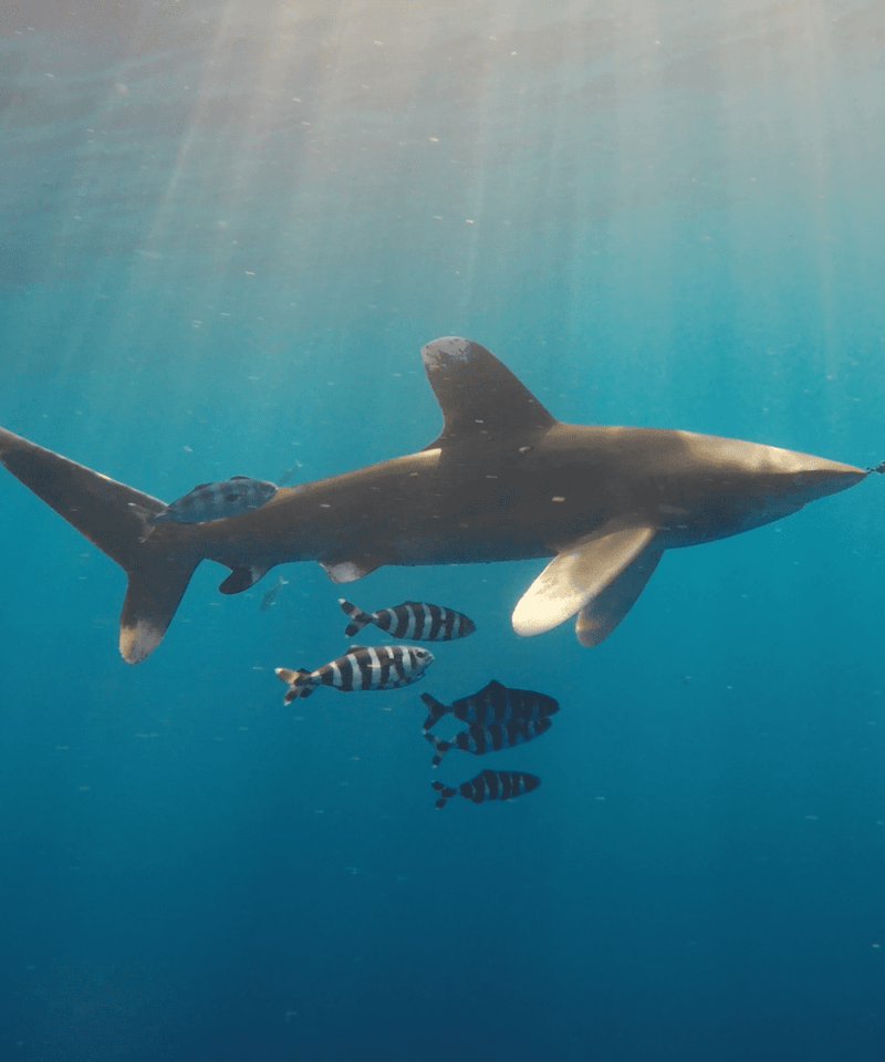 Tiburón longimanus BDE - Viajes GoPro
