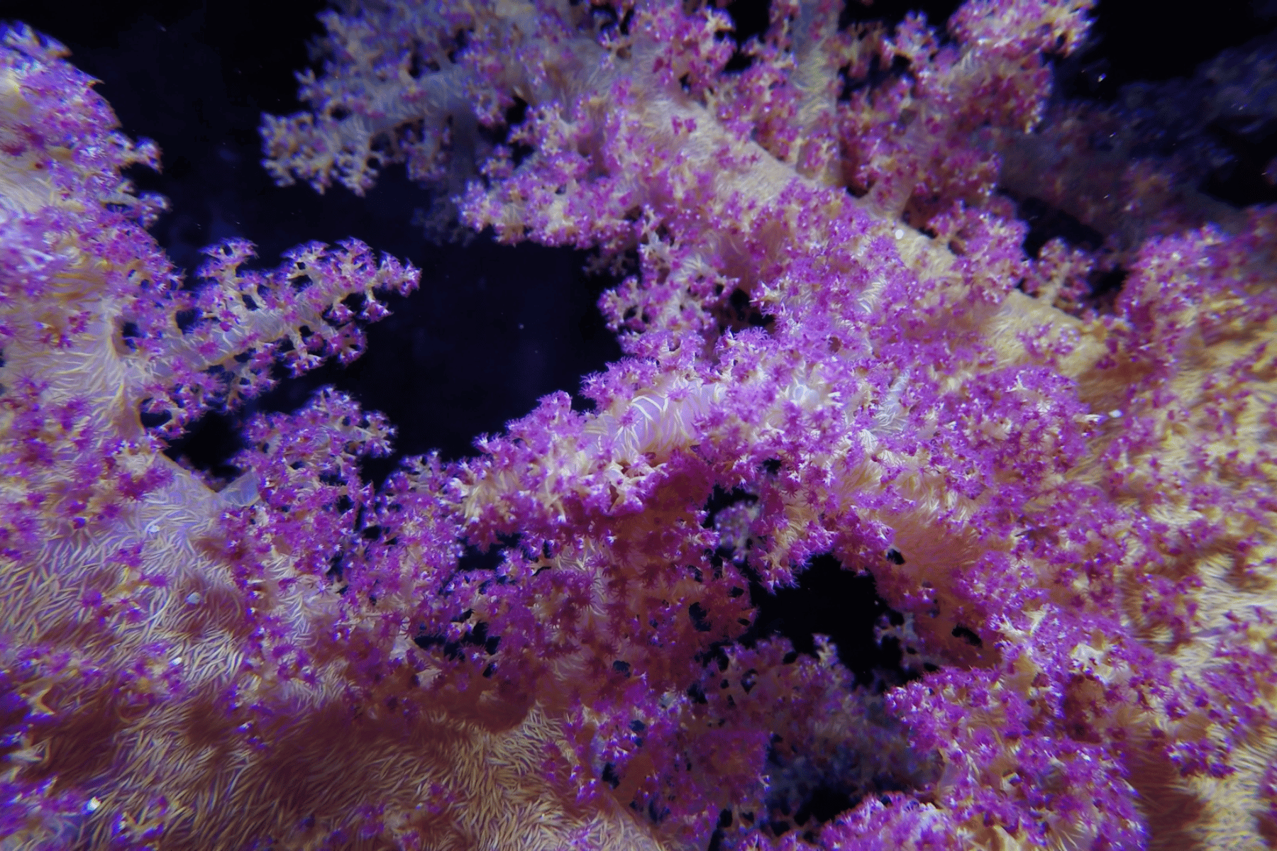 Coral blando Mar Rojo - Viajes GoPro