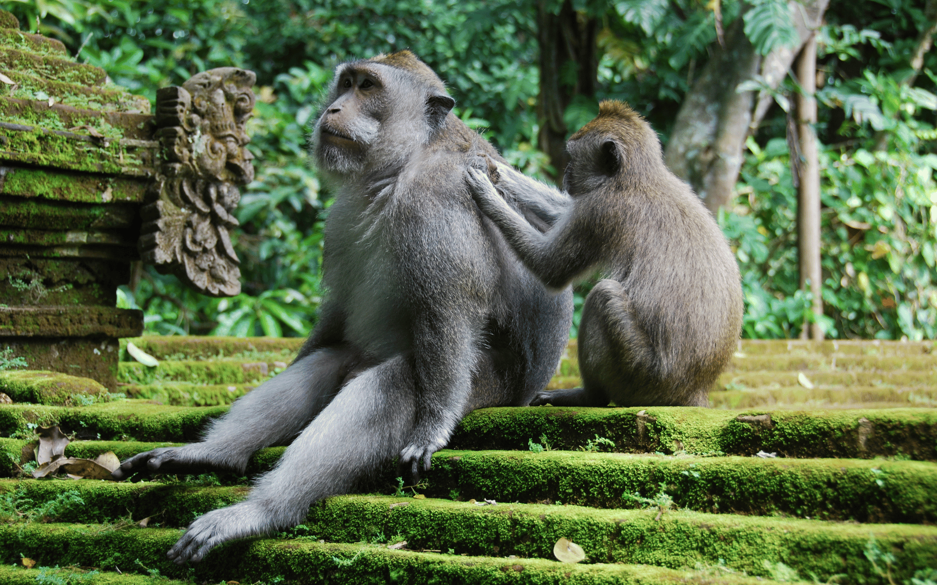 Monkey forest Bali - Viajes GoPro