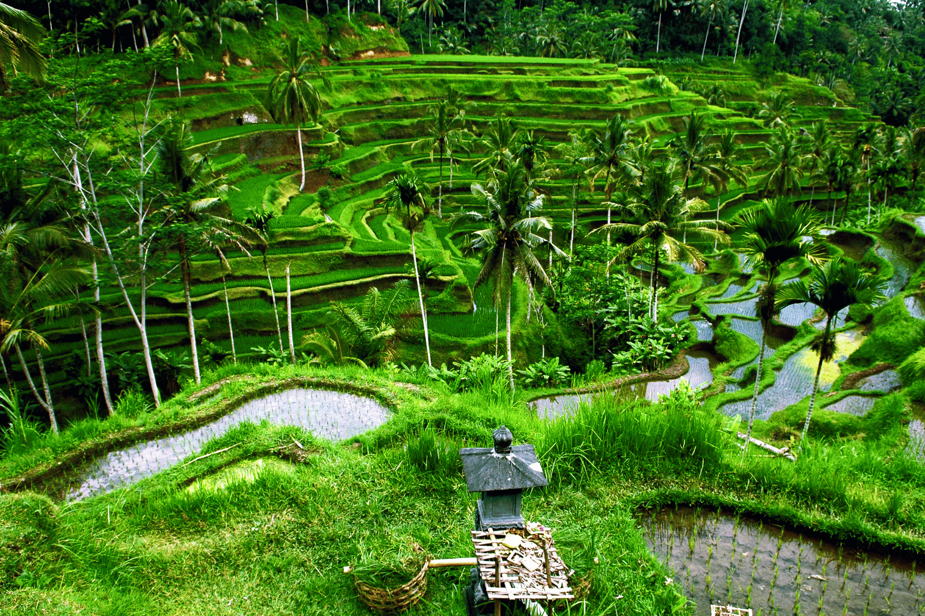 Campos de arroz Bali - Viajes GoPro